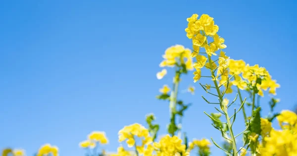 ２月の医院からのお知らせ